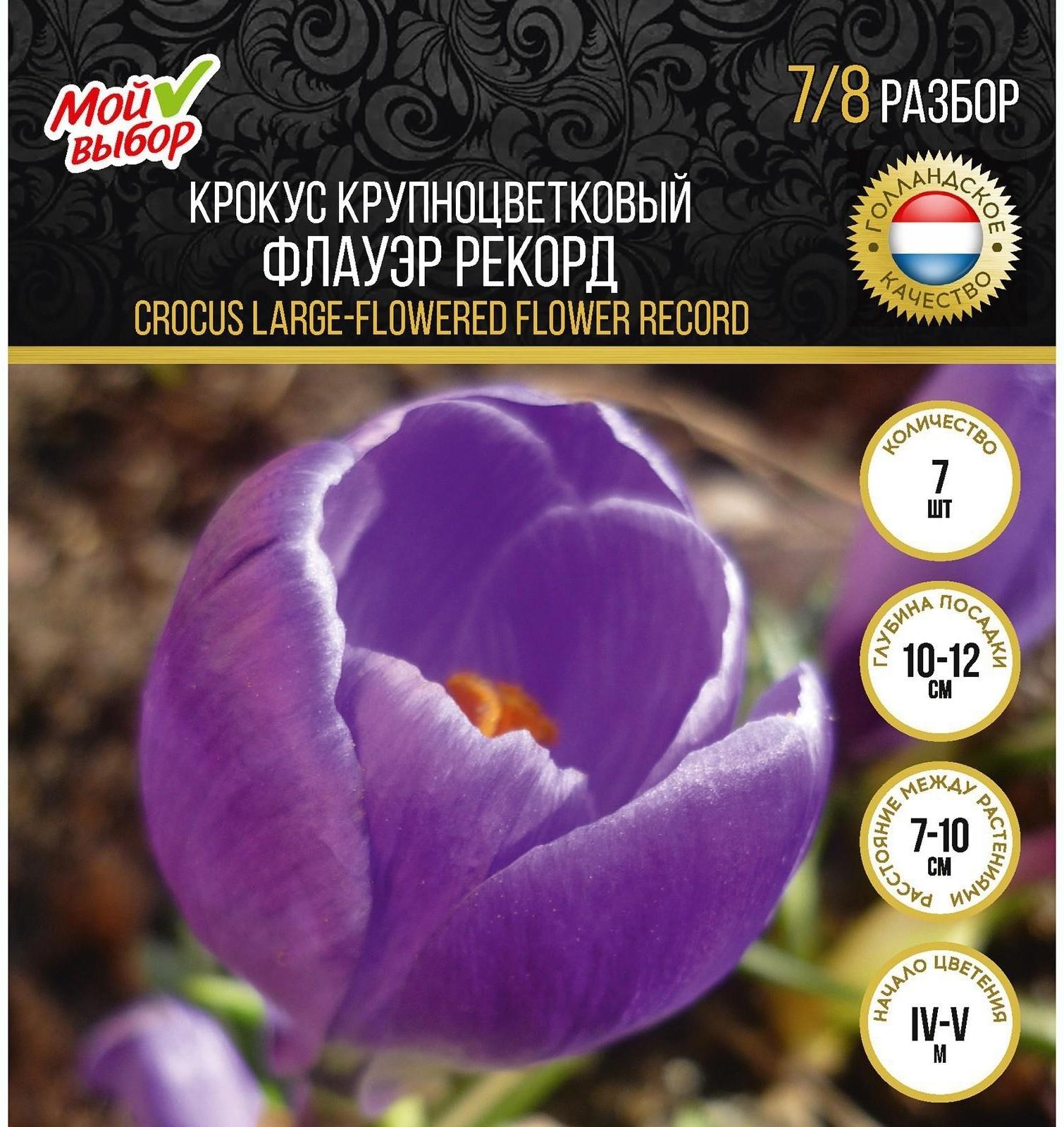 Крокус крупноцветковый Флауэр Рекорд, р-р 7/8, 7 шт, Осень 2023