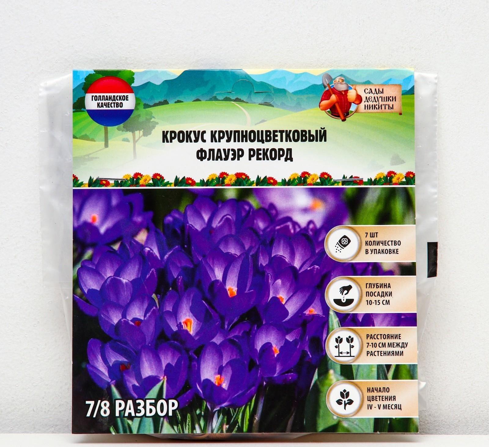 Крокус крупноцветковый Флауэр Рекорд, р-р 7/8, 7 шт, Осень 2023