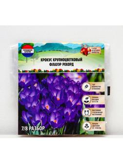 Крокус крупноцветковый Флауэр Рекорд, р-р 7/8, 7 шт, Осень 2023