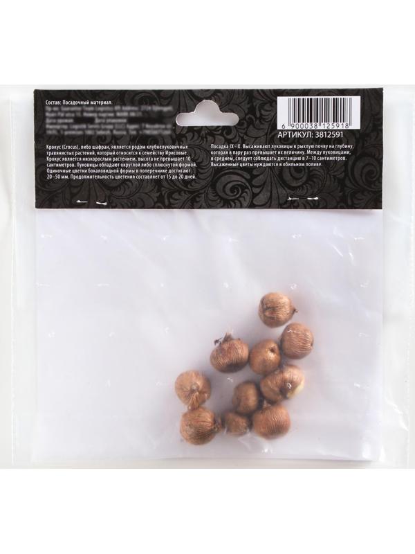 Крокус крупноцветковый Флауэр Рекорд, р-р 7/8, 7 шт, Осень 2023