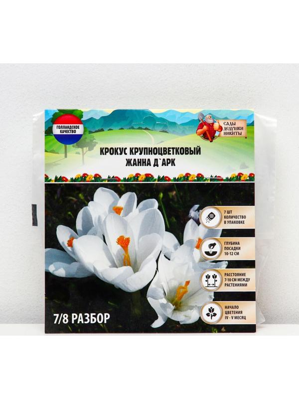 Крокус крупноцветковый Жанна д`Арк, р-р 7/8, 7 шт