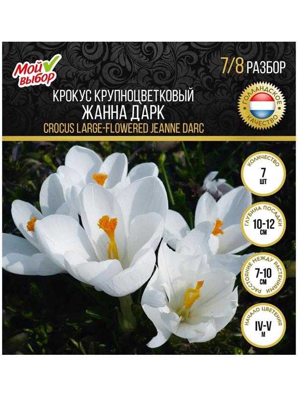Крокус крупноцветковый Жанна д`Арк, р-р 7/8, 7 шт