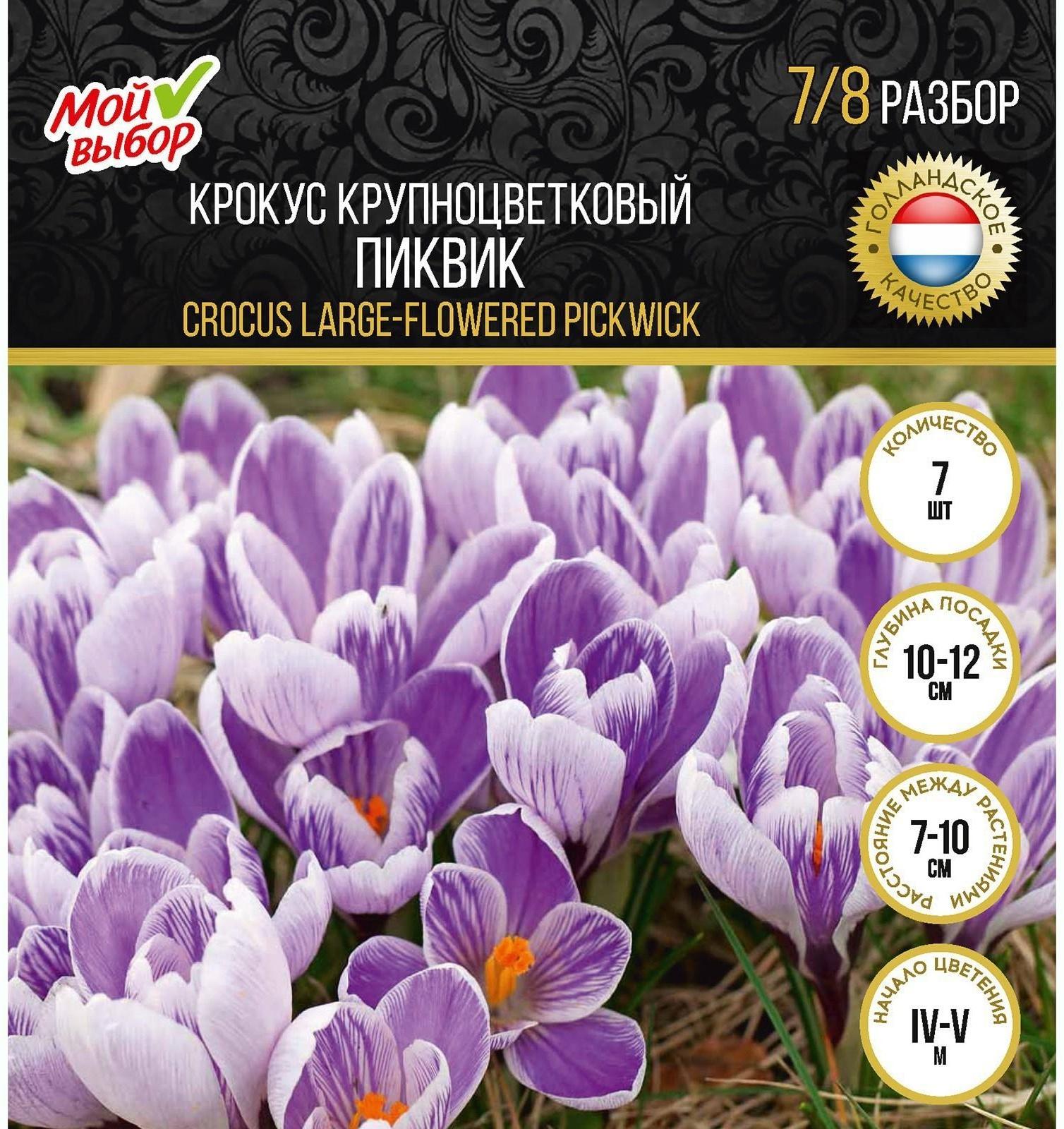 Крокус крупноцветковый Пиквик, р-р 7/8, 7 шт