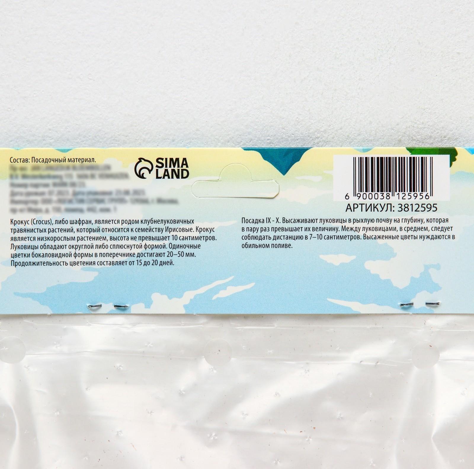 Крокус крупноцветковый Пиквик, р-р 7/8, 7 шт