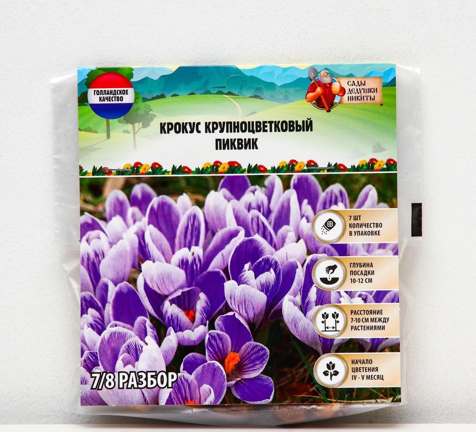 Крокус крупноцветковый Пиквик, р-р 7/8, 7 шт