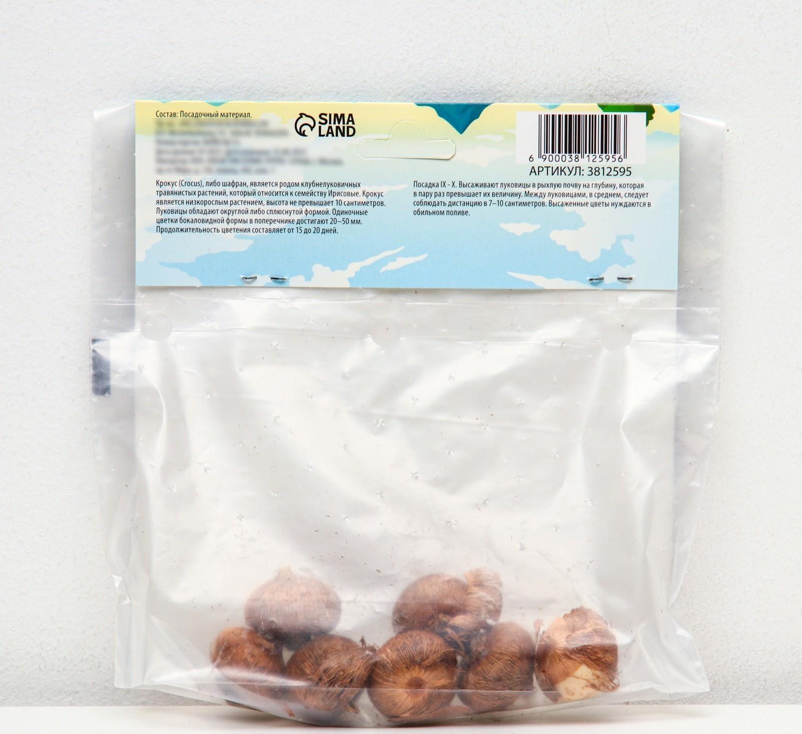 Крокус крупноцветковый Пиквик, р-р 7/8, 7 шт