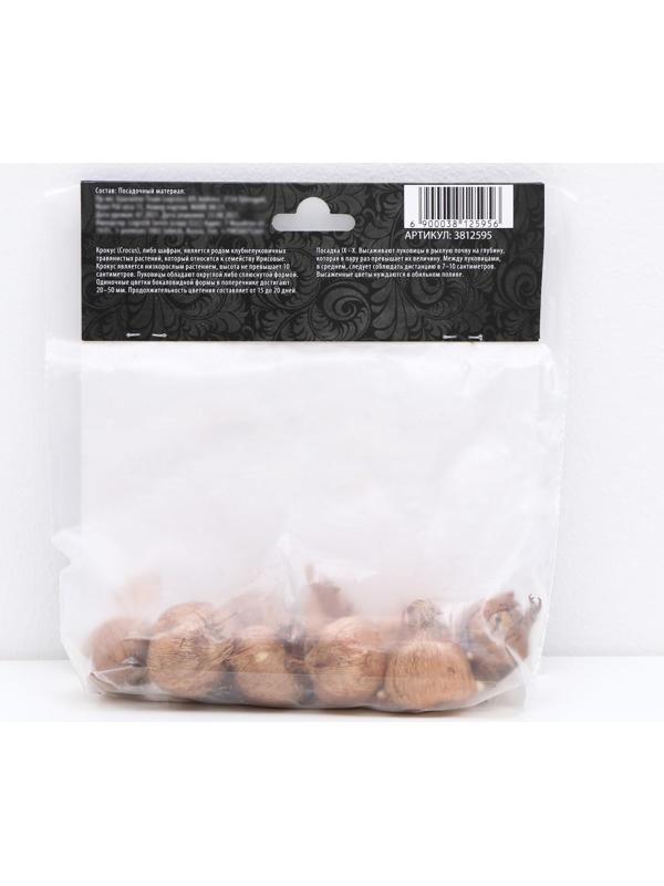 Крокус крупноцветковый Пиквик, р-р 7/8, 7 шт