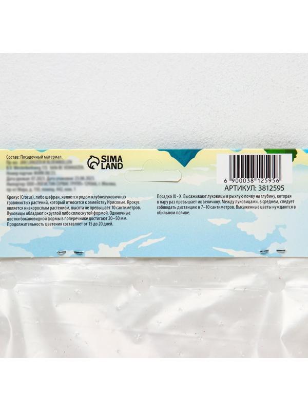 Крокус крупноцветковый Пиквик, р-р 7/8, 7 шт