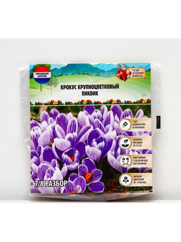 Крокус крупноцветковый Пиквик, р-р 7/8, 7 шт