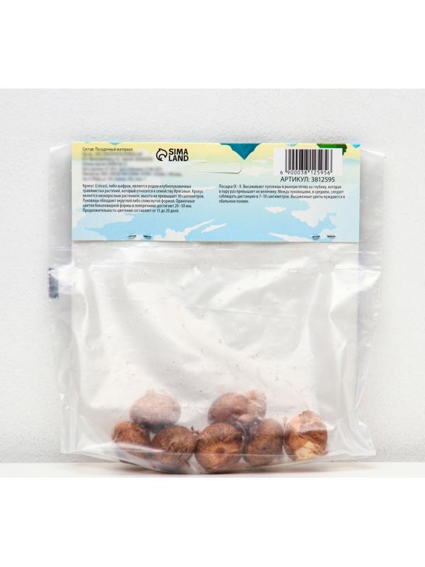 Крокус крупноцветковый Пиквик, р-р 7/8, 7 шт