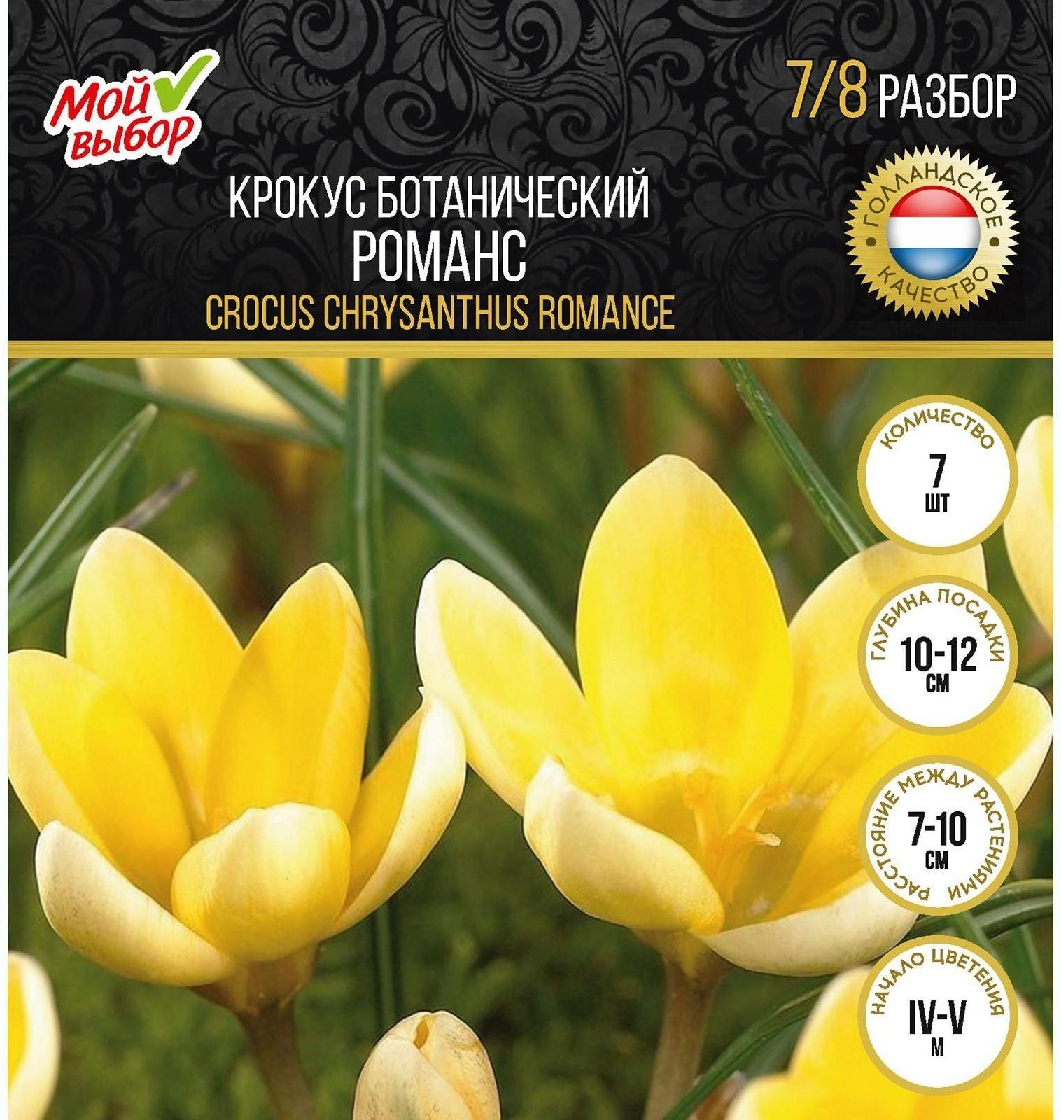 Крокус ботанический Романс, р-р 7/8, 7 шт, Осень 2023