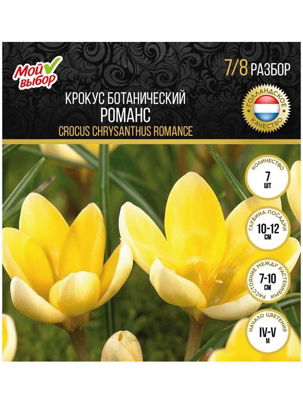 Крокус ботанический Романс, р-р 7/8, 7 шт, Осень 2023