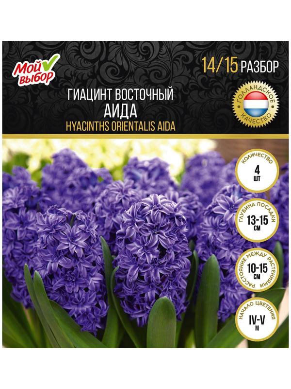 Гиацинт восточный Аида, р-р 14/15, 4 шт, Осень 2023