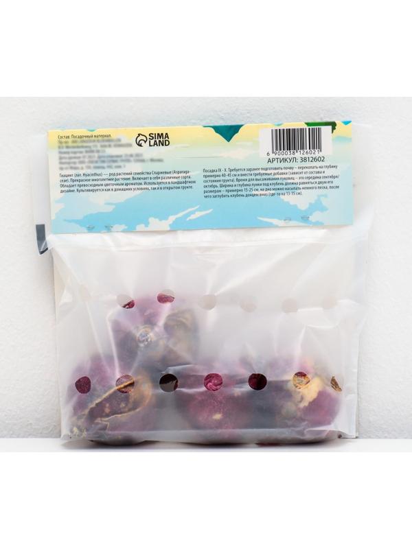 Гиацинт восточный Аида, р-р 14/15, 4 шт, Осень 2023