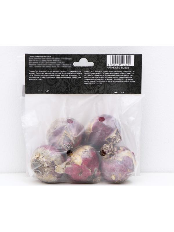 Гиацинт восточный Аида, р-р 14/15, 4 шт, Осень 2023