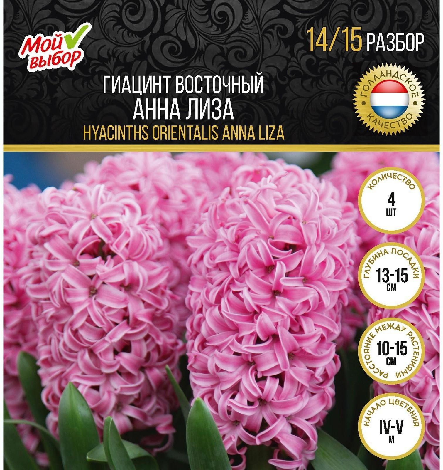 Гиацинт восточный Анна Лиза, р-р 14/15, 4 шт, Осень 2023