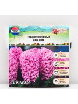 Гиацинт восточный Анна Лиза, р-р 14/15, 4 шт, Осень 2023