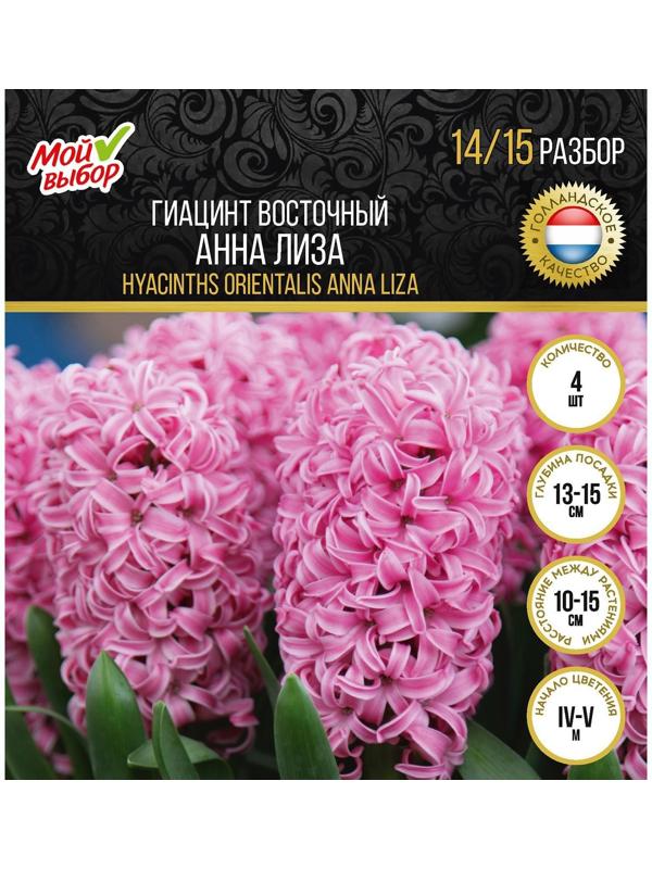 Гиацинт восточный Анна Лиза, р-р 14/15, 4 шт, Осень 2023