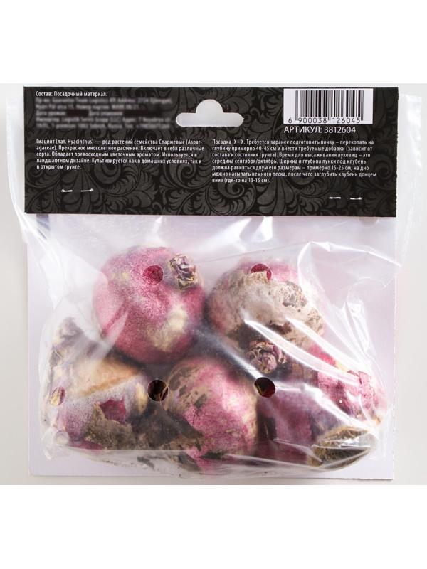 Гиацинт восточный Анна Лиза, р-р 14/15, 4 шт, Осень 2023