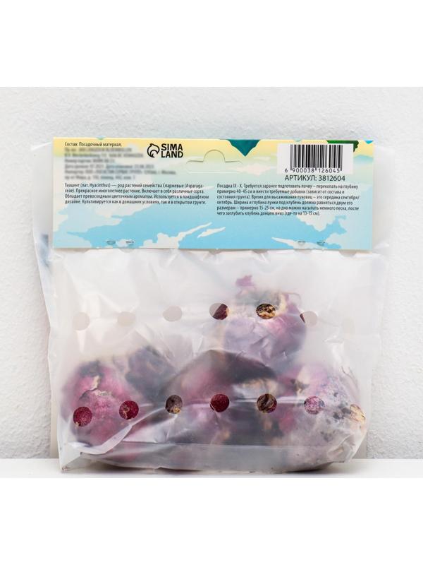 Гиацинт восточный Анна Лиза, р-р 14/15, 4 шт, Осень 2023