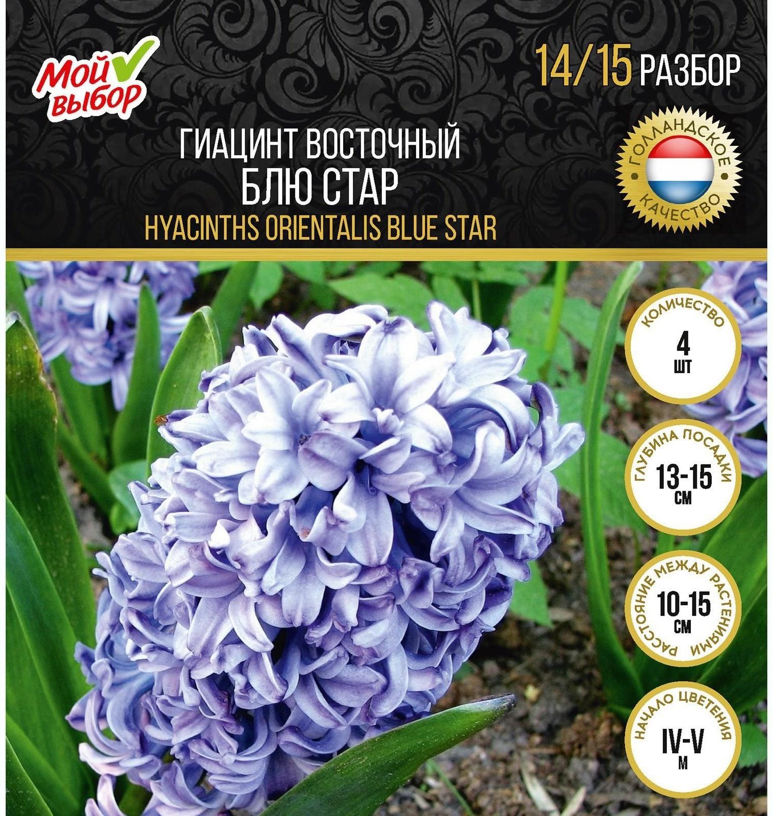 Гиацинт восточный Блю Стар, р-р 14/15, 4 шт, Осень 2023