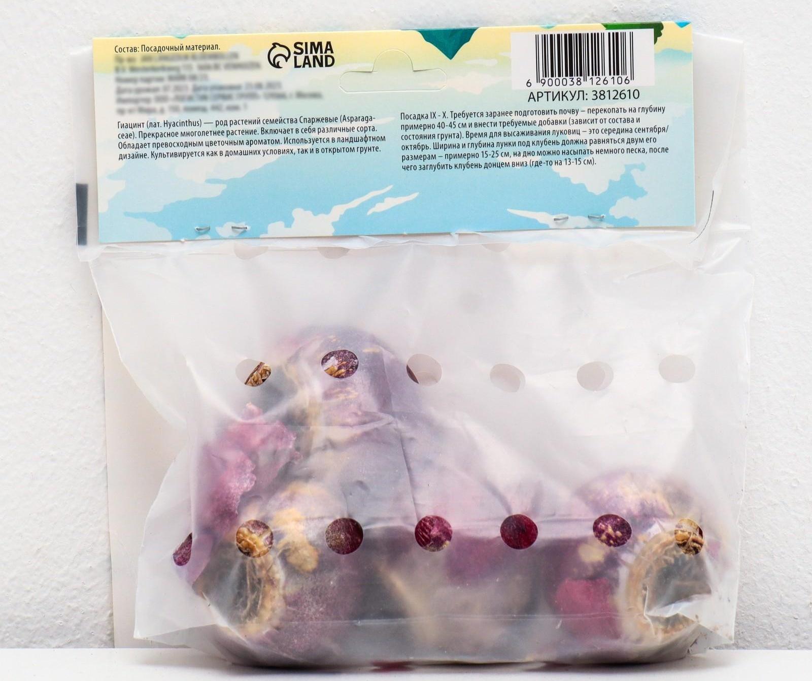 Гиацинт восточный Блю Стар, р-р 14/15, 4 шт, Осень 2023