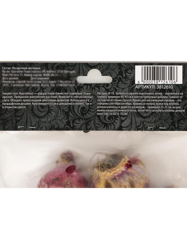 Гиацинт восточный Блю Стар, р-р 14/15, 4 шт, Осень 2023