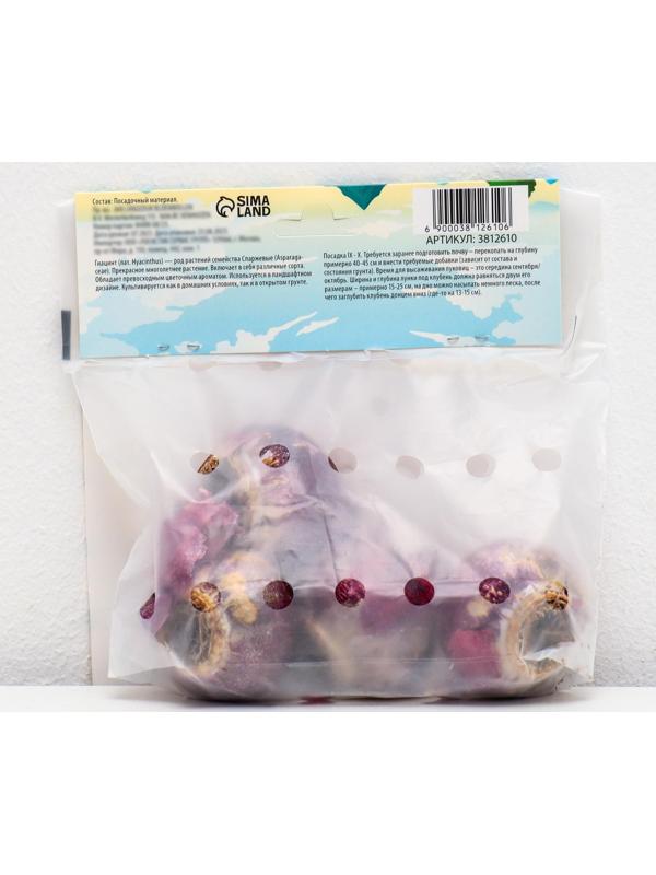 Гиацинт восточный Блю Стар, р-р 14/15, 4 шт, Осень 2023