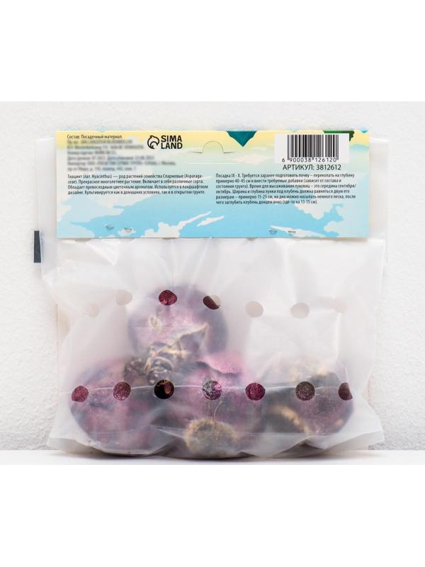 Гиацинт восточный Чайна Пинк, р-р 14/15, 4 шт, Осень 2023