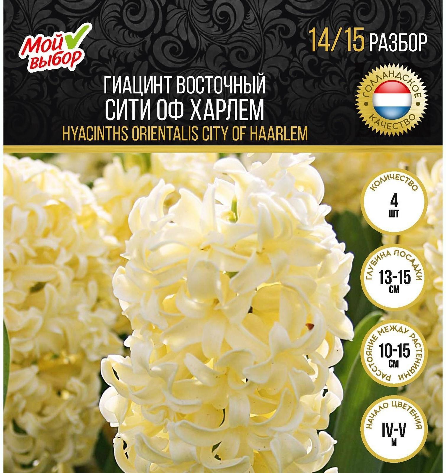 Гиацинт восточный Сити оф Харлем, р-р 14/15, 4 шт, Осень 2023