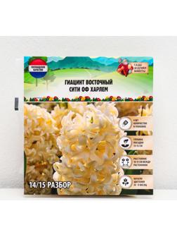 Гиацинт восточный Сити оф Харлем, р-р 14/15, 4 шт, Осень 2023