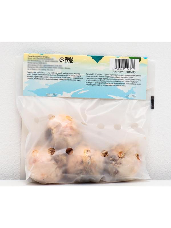 Гиацинт восточный Сити оф Харлем, р-р 14/15, 4 шт, Осень 2023