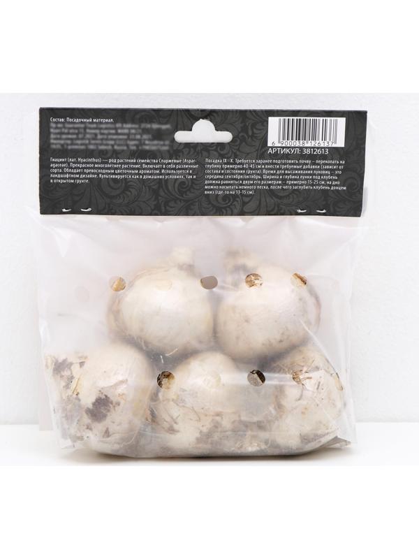 Гиацинт восточный Сити оф Харлем, р-р 14/15, 4 шт, Осень 2023