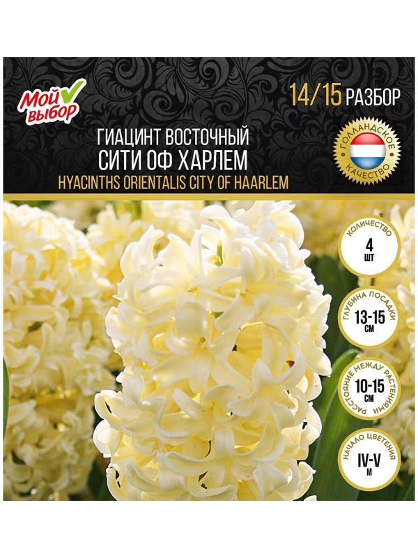 Гиацинт восточный Сити оф Харлем, р-р 14/15, 4 шт, Осень 2023