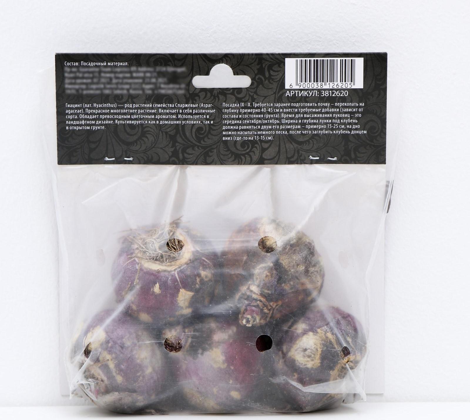 Гиацинт восточный Перпл Сенсейшен, р-р 14/15, 4 шт, Осень 2023