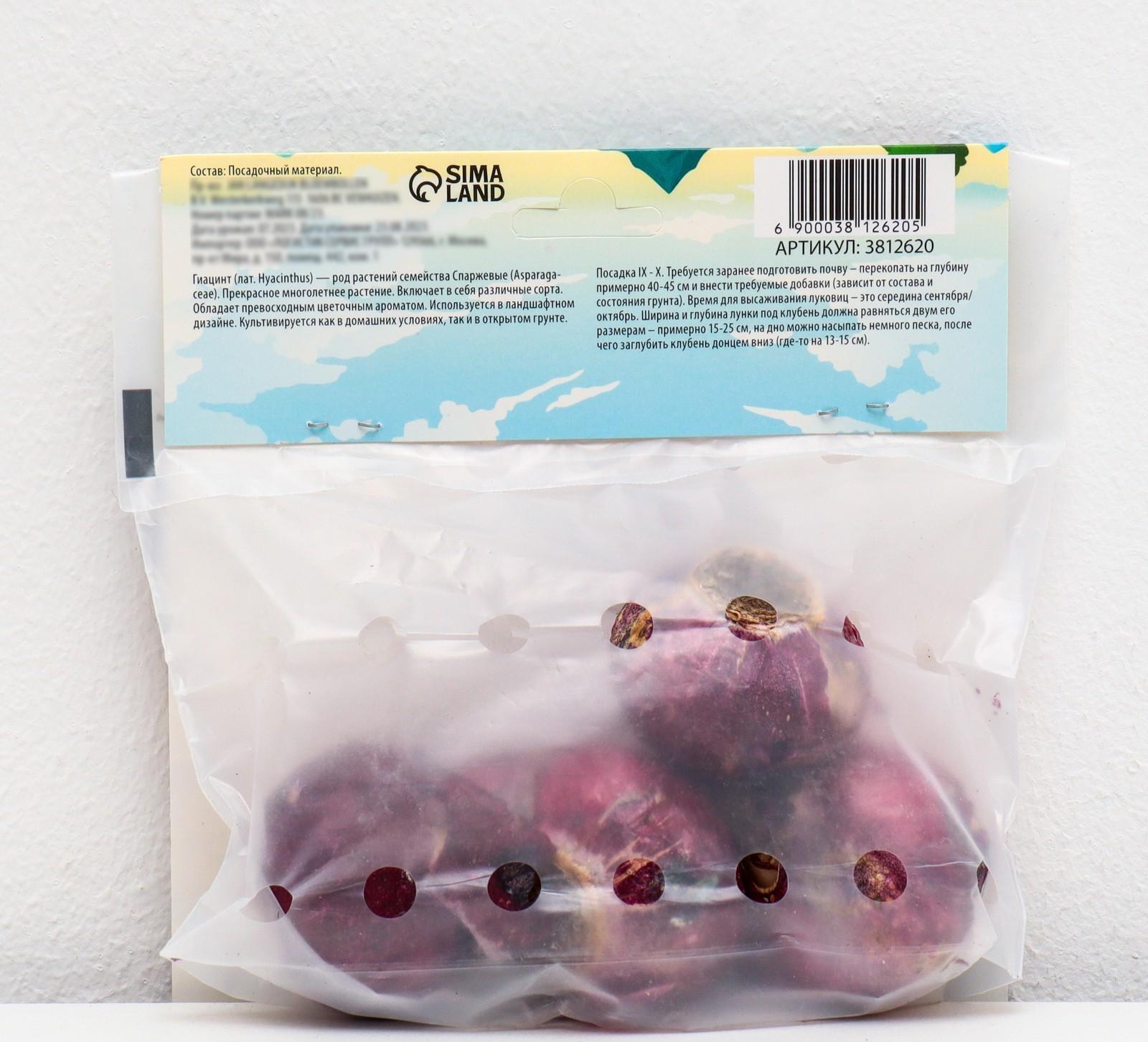 Гиацинт восточный Перпл Сенсейшен, р-р 14/15, 4 шт, Осень 2023