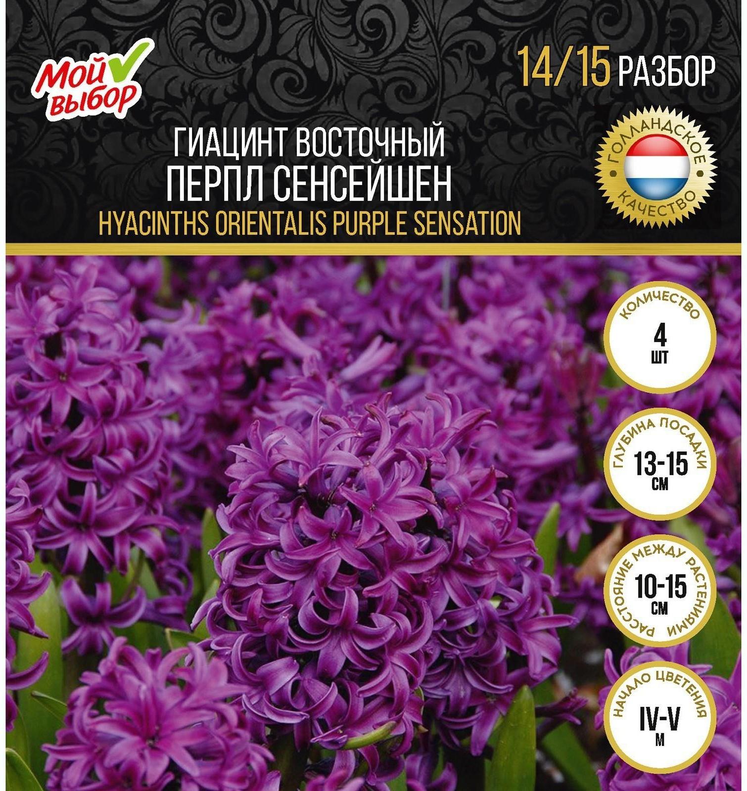 Гиацинт восточный Перпл Сенсейшен, р-р 14/15, 4 шт, Осень 2023