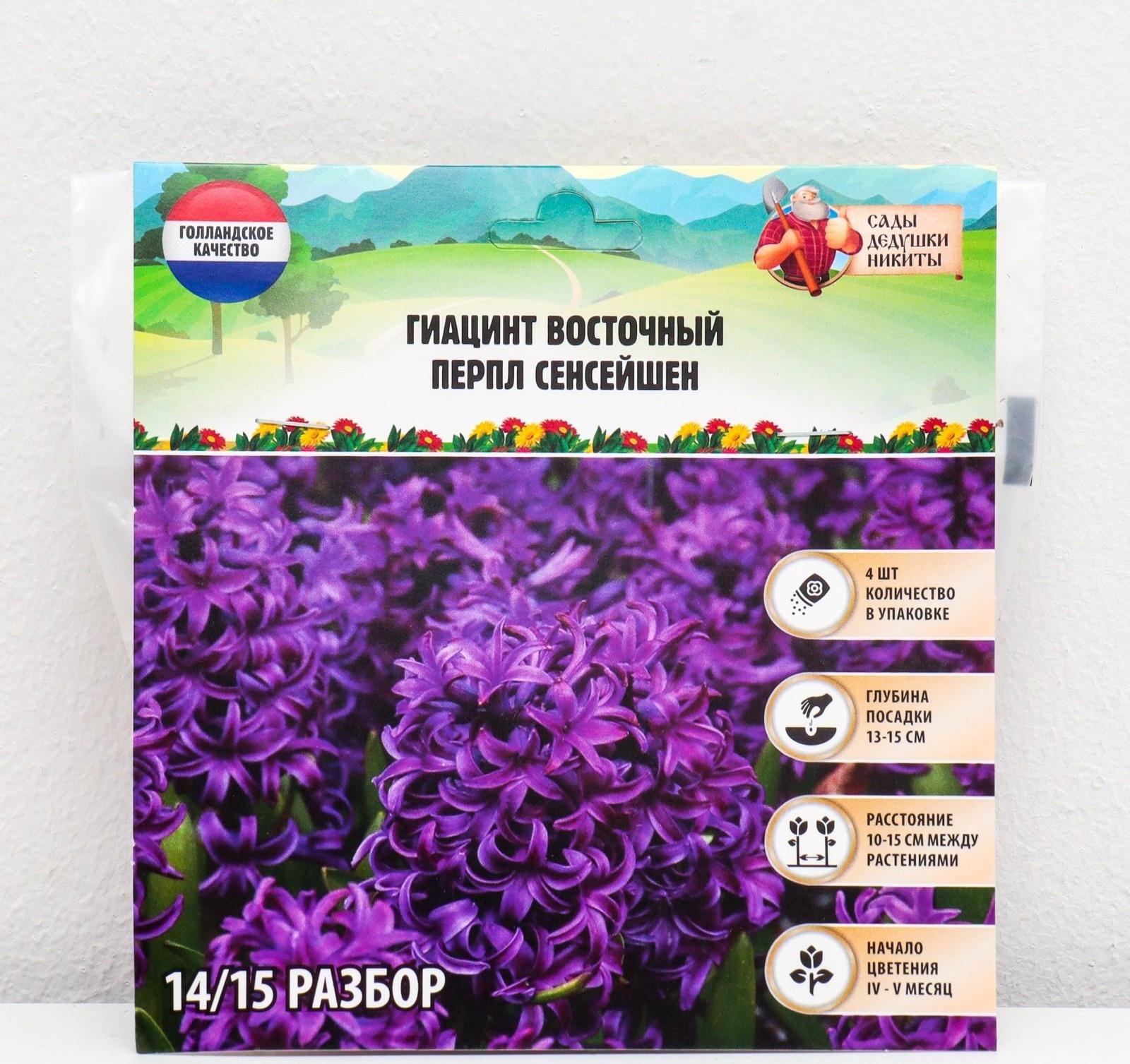 Гиацинт восточный Перпл Сенсейшен, р-р 14/15, 4 шт, Осень 2023