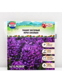 Гиацинт восточный Перпл Сенсейшен, р-р 14/15, 4 шт, Осень 2023