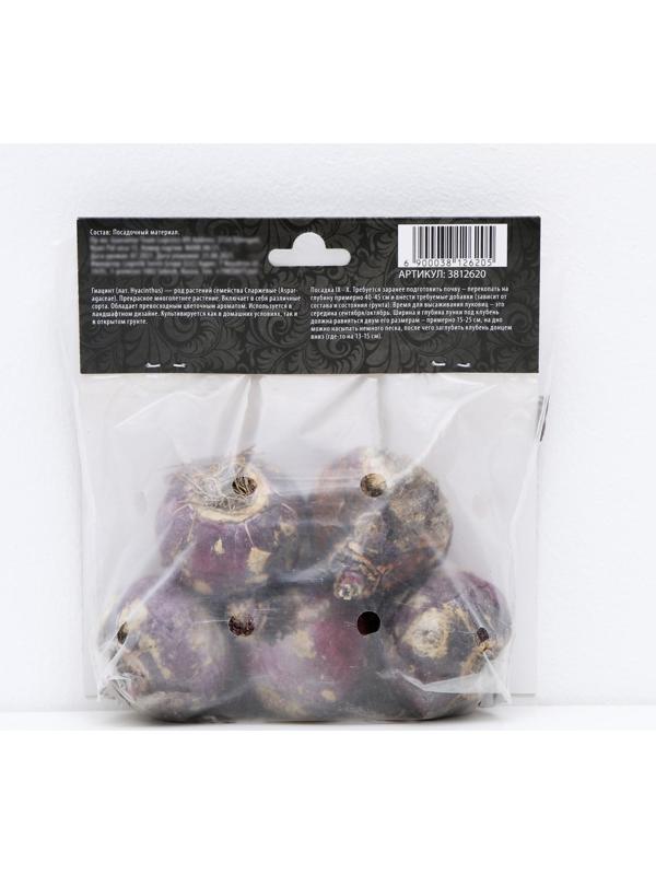 Гиацинт восточный Перпл Сенсейшен, р-р 14/15, 4 шт, Осень 2023