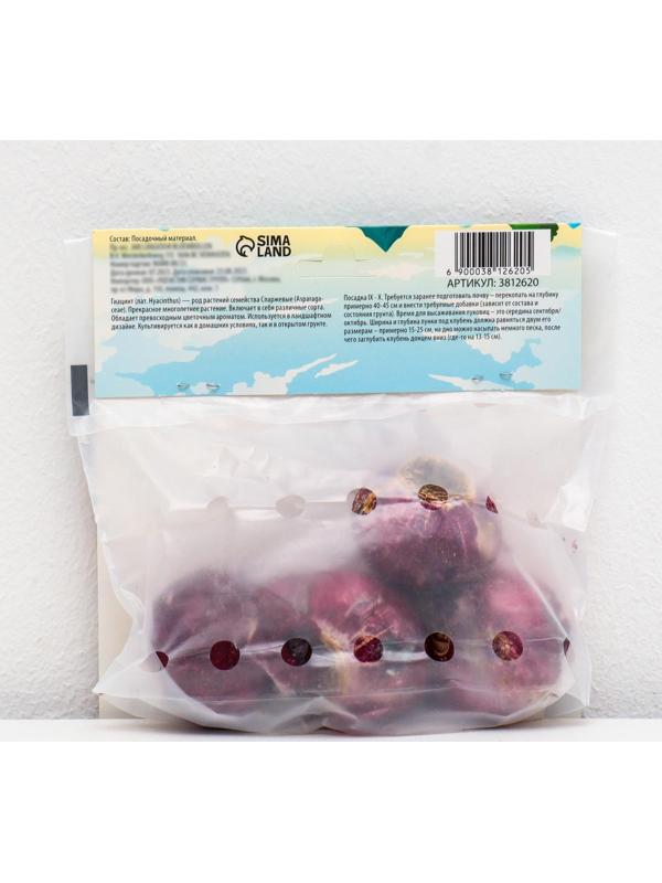 Гиацинт восточный Перпл Сенсейшен, р-р 14/15, 4 шт, Осень 2023