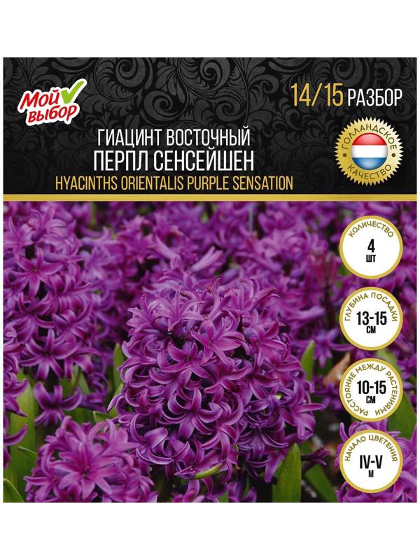 Гиацинт восточный Перпл Сенсейшен, р-р 14/15, 4 шт, Осень 2023
