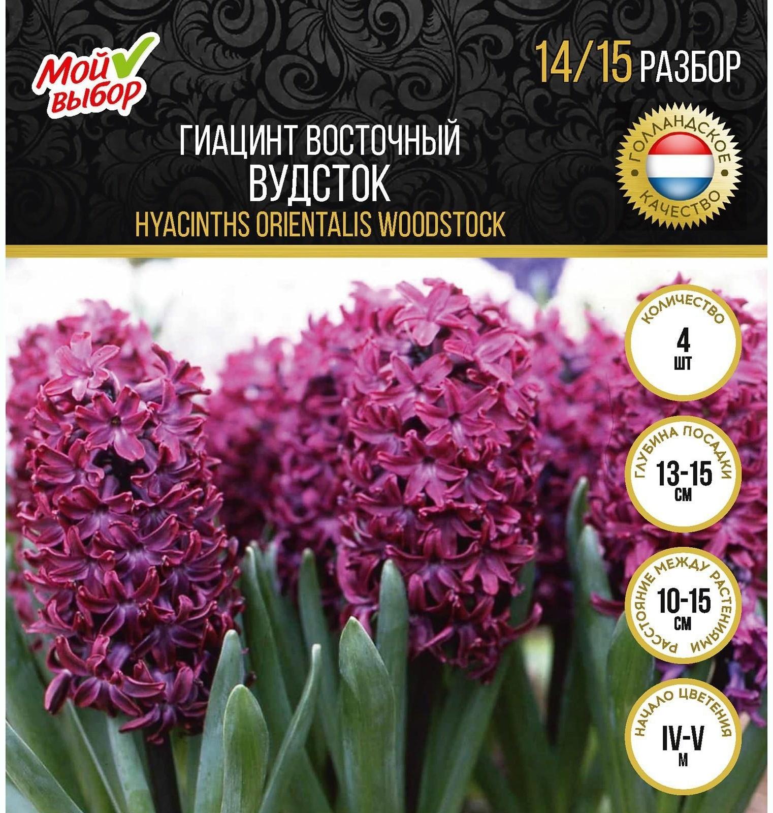 Гиацинт восточный Вудсток, р-р 14/15, 4 шт, Осень 2023