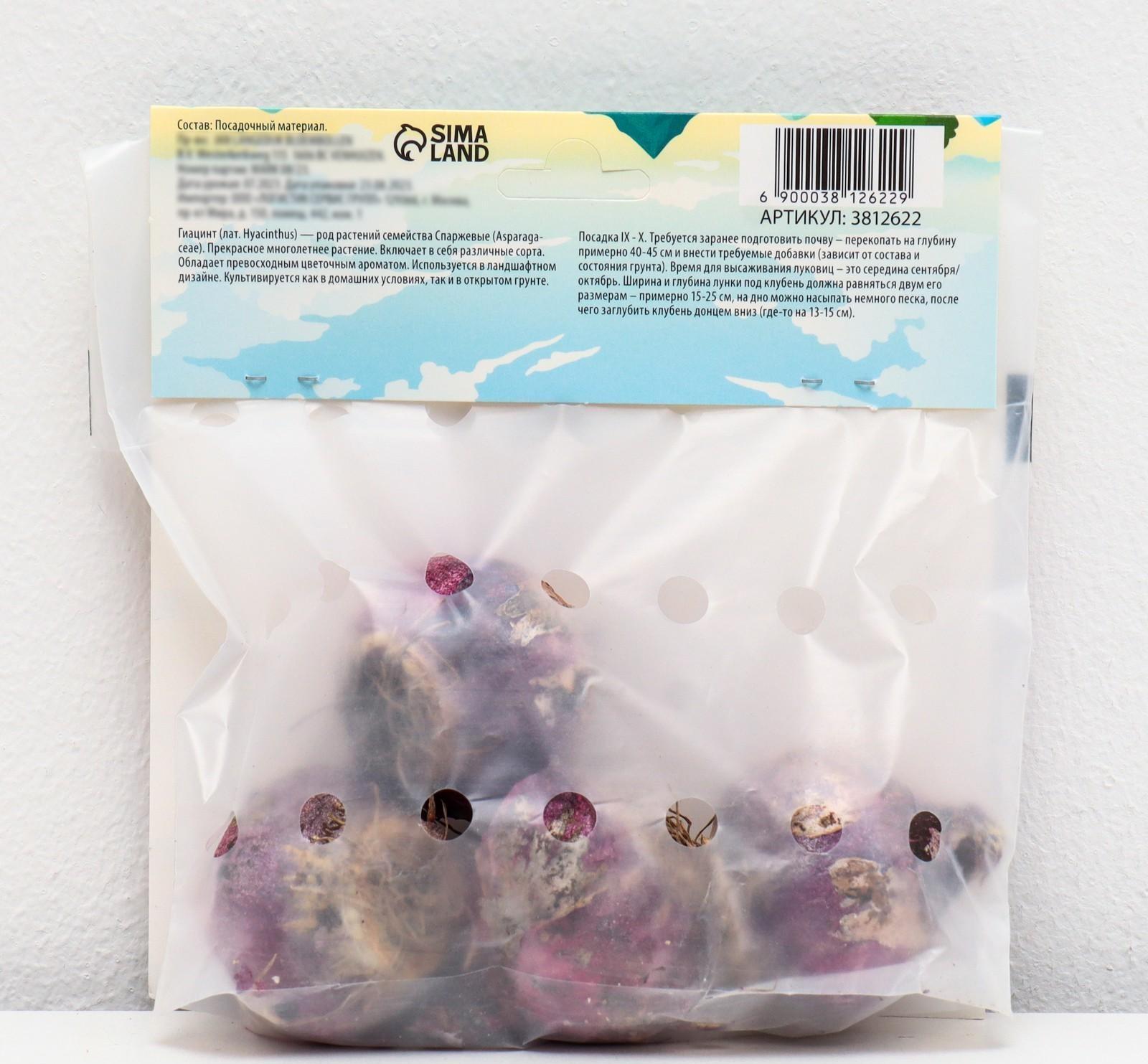 Гиацинт восточный Вудсток, р-р 14/15, 4 шт, Осень 2023