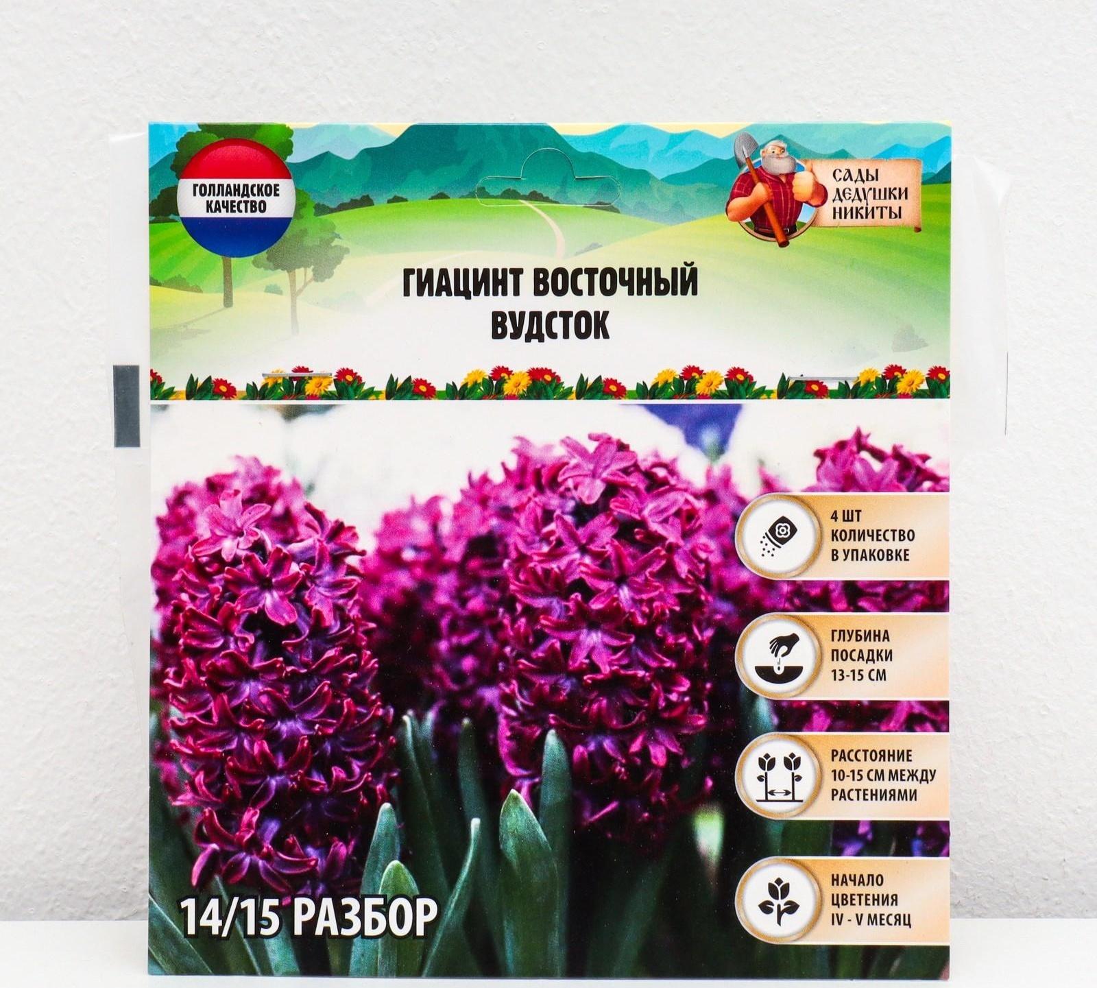 Гиацинт восточный Вудсток, р-р 14/15, 4 шт, Осень 2023