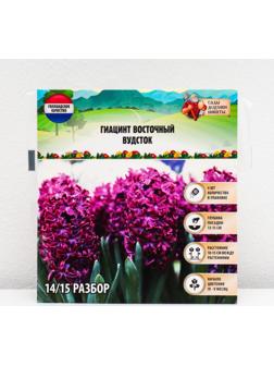 Гиацинт восточный Вудсток, р-р 14/15, 4 шт, Осень 2023