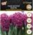 Гиацинт восточный Вудсток, р-р 14/15, 4 шт, Осень 2023