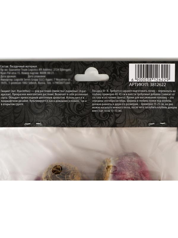 Гиацинт восточный Вудсток, р-р 14/15, 4 шт, Осень 2023