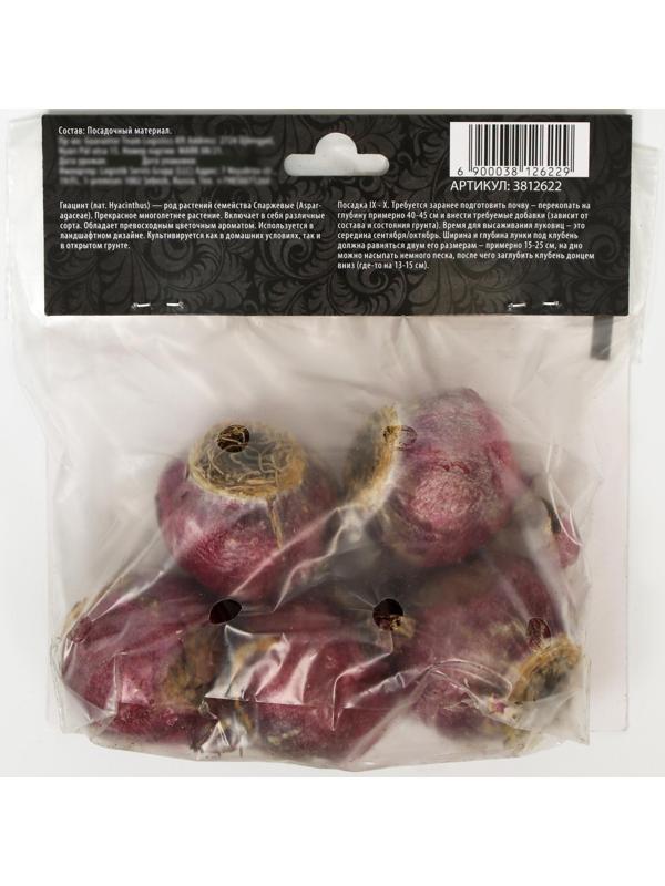 Гиацинт восточный Вудсток, р-р 14/15, 4 шт, Осень 2023