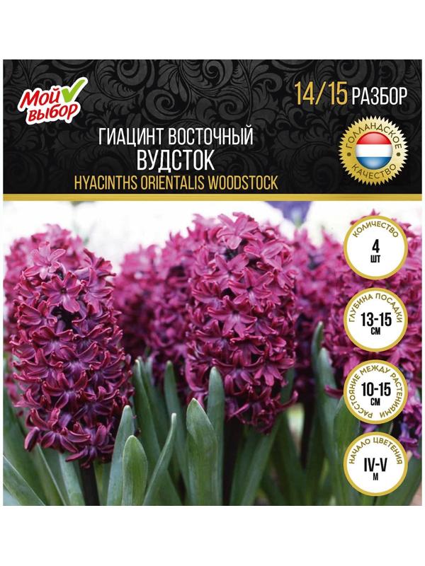 Гиацинт восточный Вудсток, р-р 14/15, 4 шт, Осень 2023